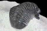 Gerastos Trilobite Fossil - Well Prepared #83348-4